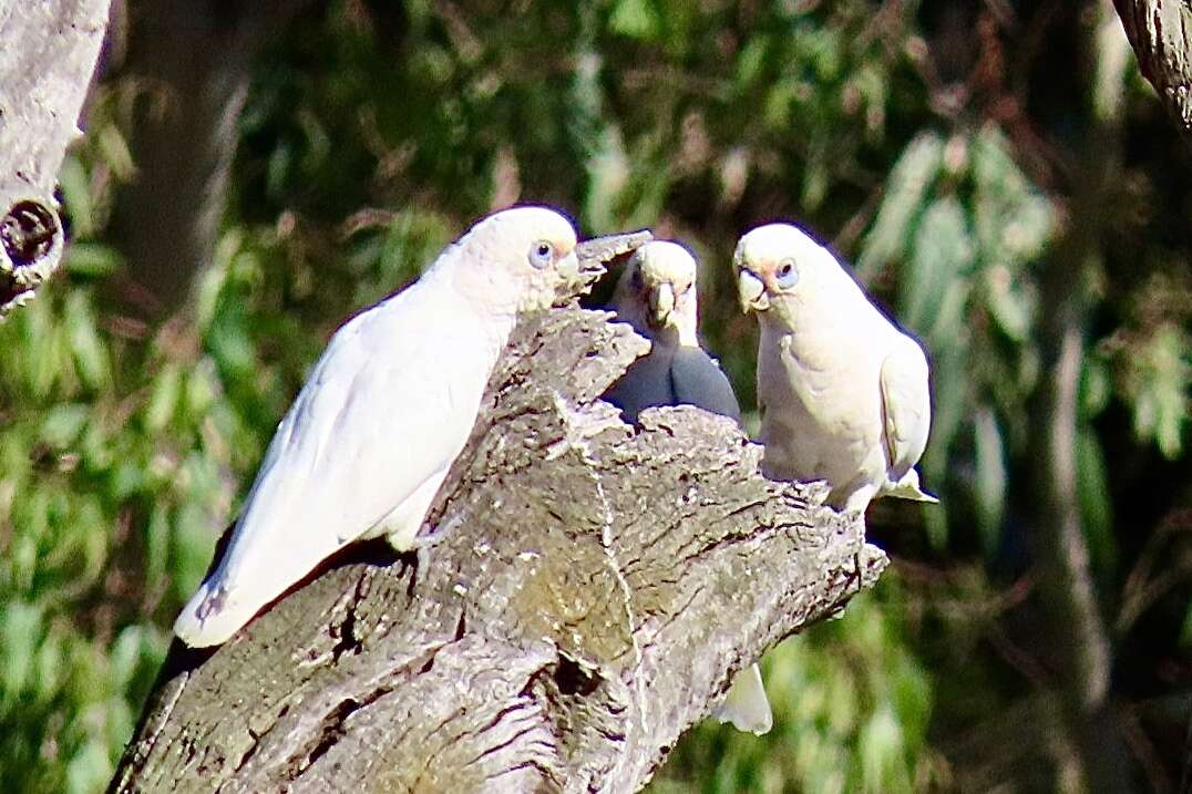 Image of Cacatua sanguinea gymnopis Sclater & PL 1871