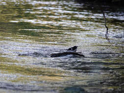 Image of Black-backed Forktail