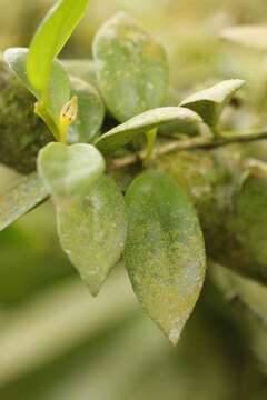 Image of <i>Codonanthopsis crassifolia</i>