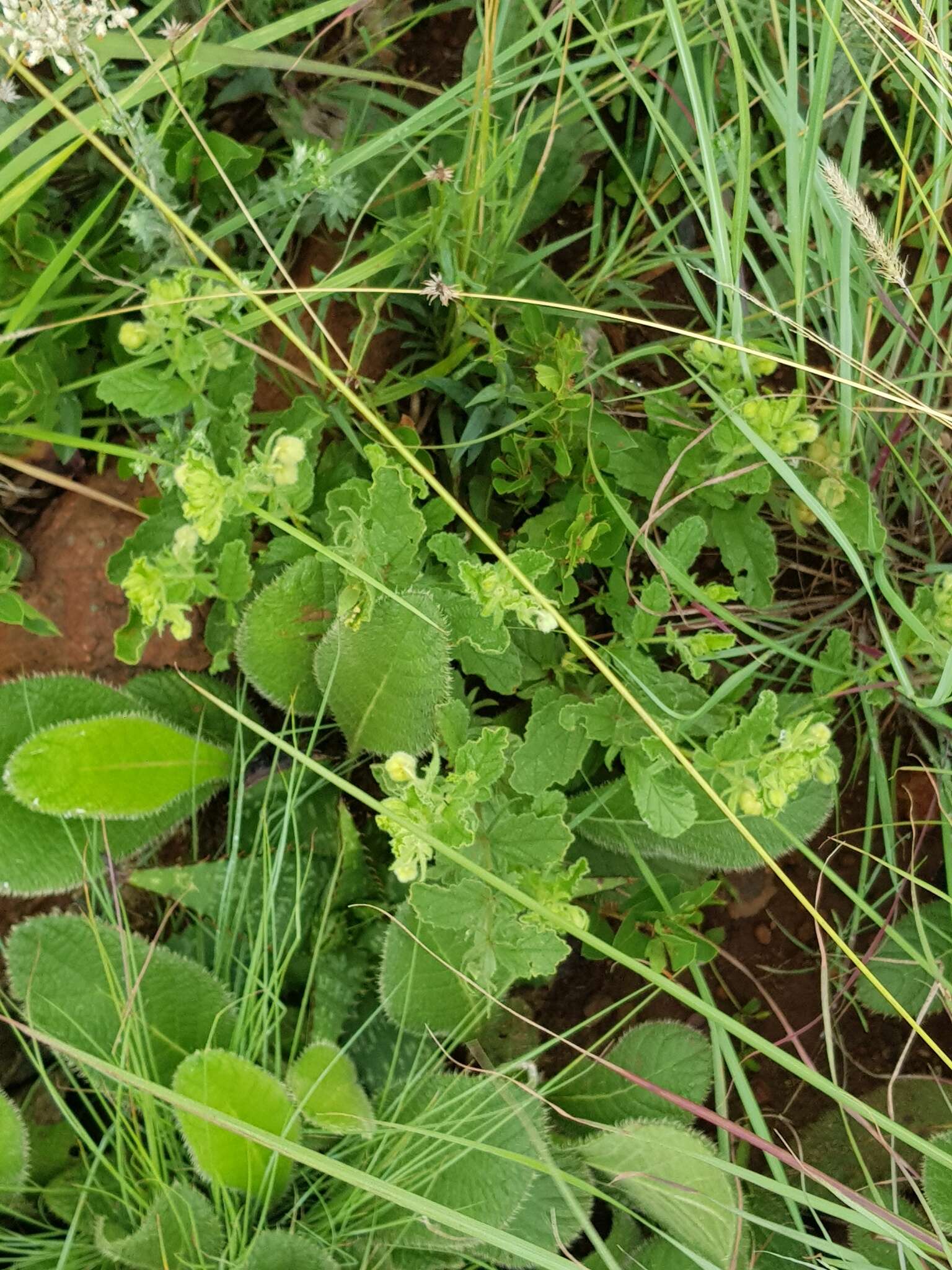 Plancia ëd Hermannia grandistipula (Buchinger ex Hochst.) K. Schum.