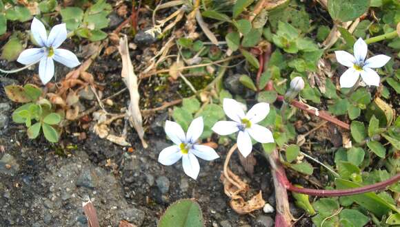 Image de Lobelia pedunculata R. Br.