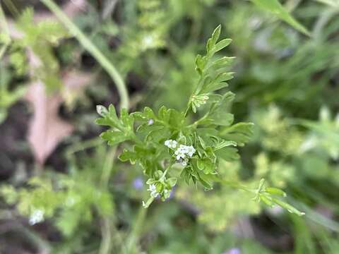 Image of spreading chervil