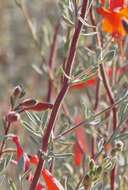 Epilobium canum subsp. canum的圖片