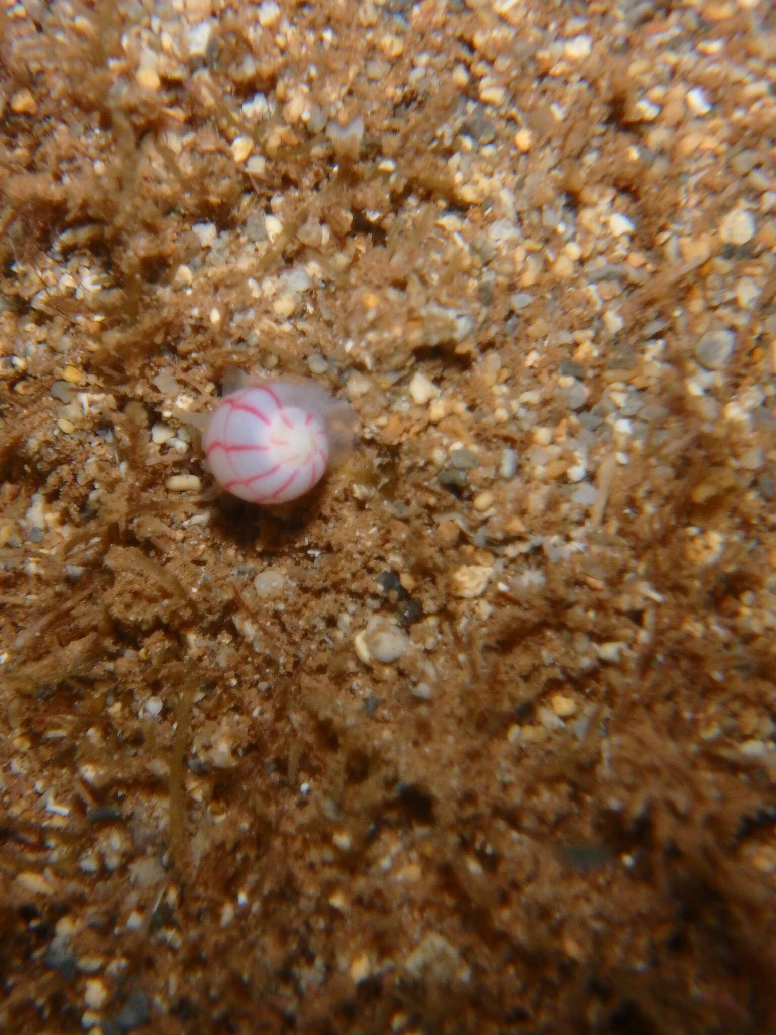 Image of lined bubble snail