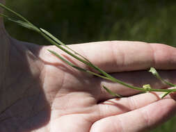 Imagem de Oreostemma alpigenum var. andersonii (A. Gray) G. L. Nesom