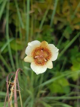 Image of Calochortus ghiesbreghtii S. Watson