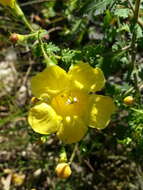 Aureolaria pedicularia (L.) Raf. ex Pennell resmi