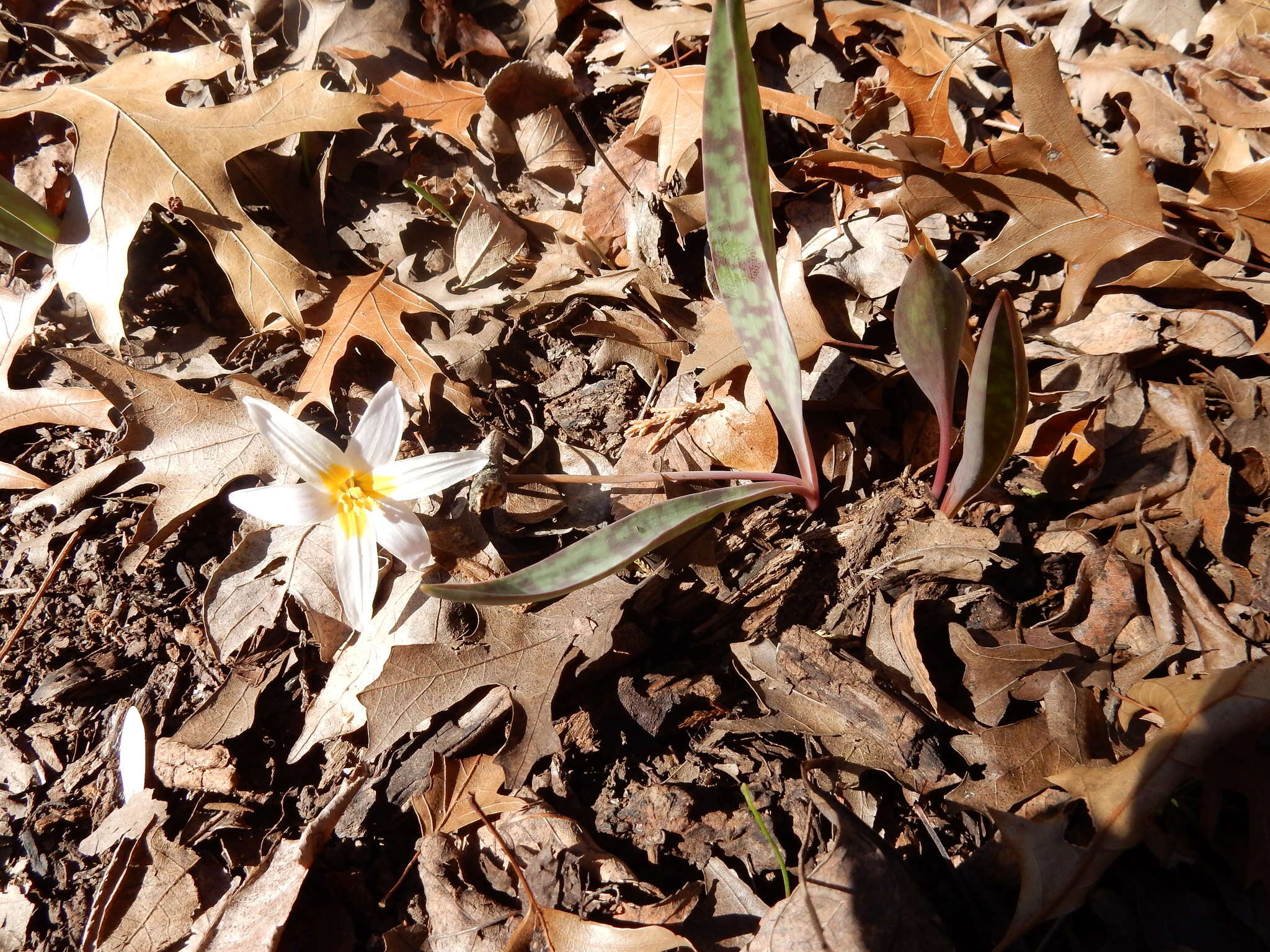 Image of midland fawnlily