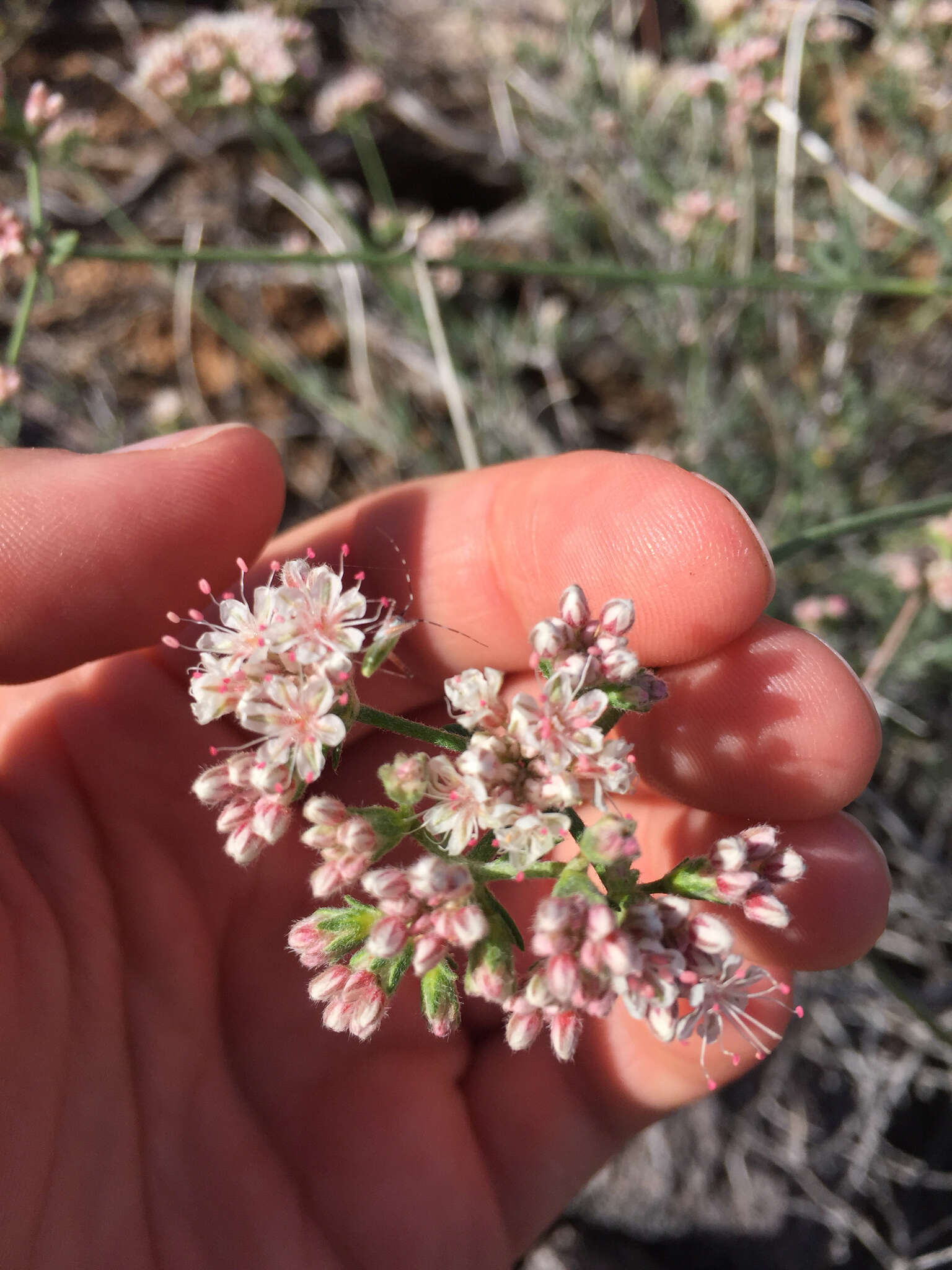 Imagem de Eriogonum fasciculatum var. polifolium (Benth.) Torrey & A. Gray