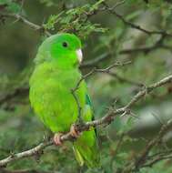 Image of Green-rumped Parrotlet