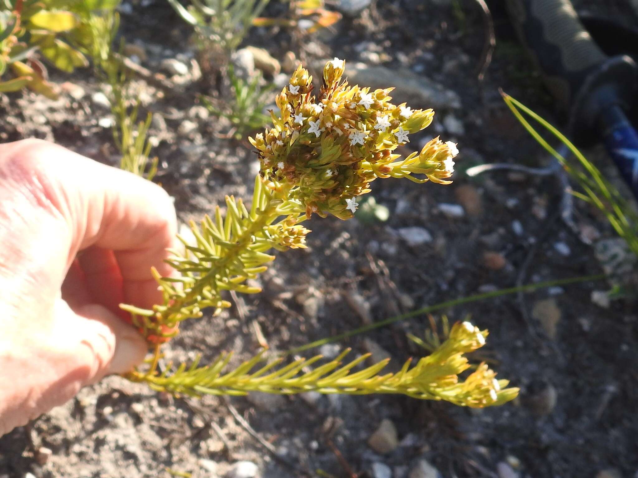 Image of Thesium carinatum A. DC.