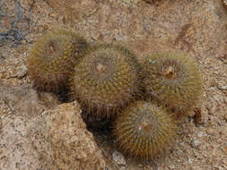 Image of Copiapoa serpentisulcata F. Ritter