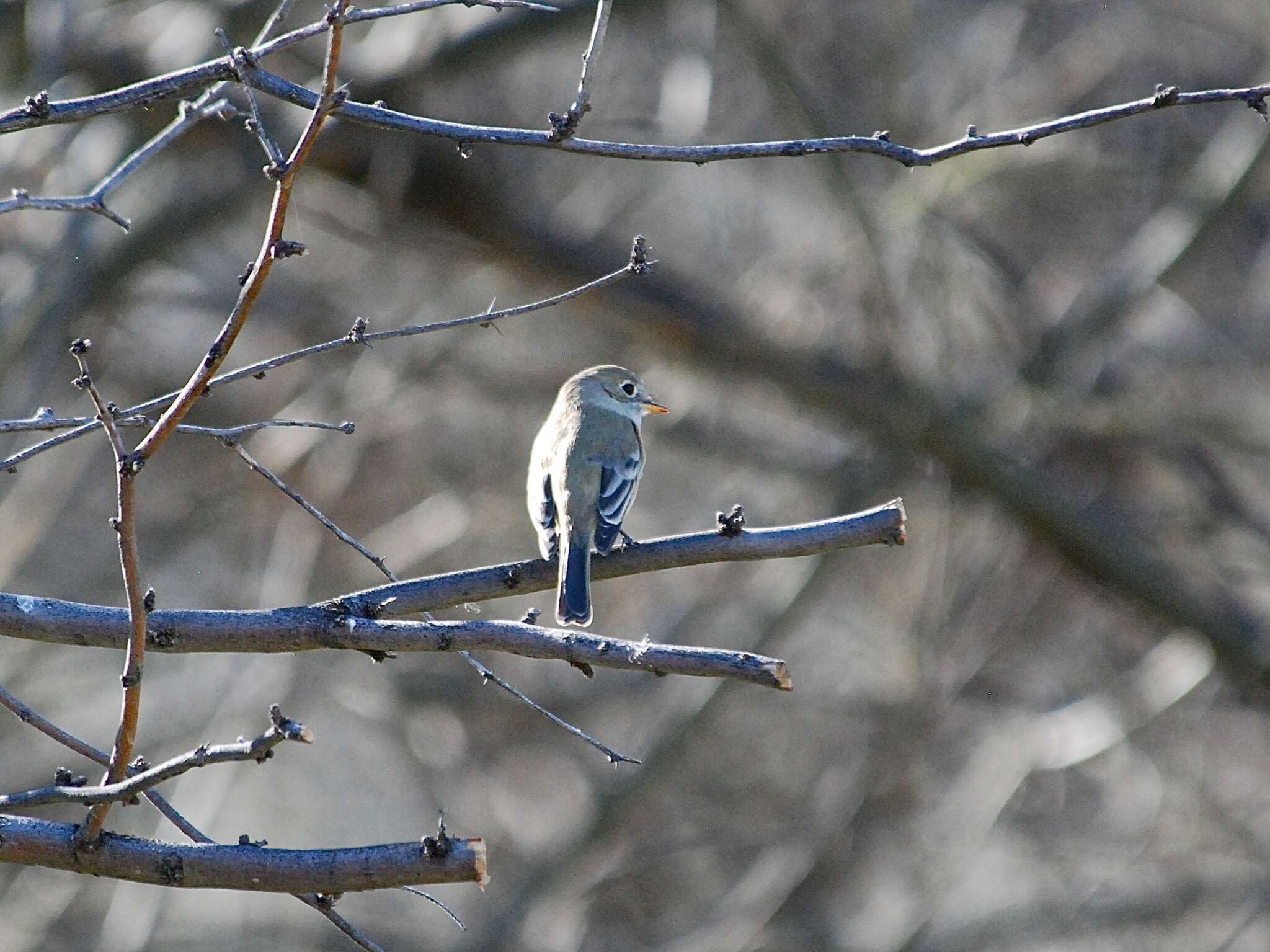 Image of American Grey Flycatcher