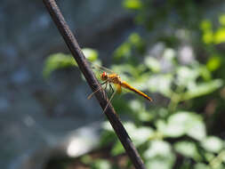 Image of Yellow-winged Darter