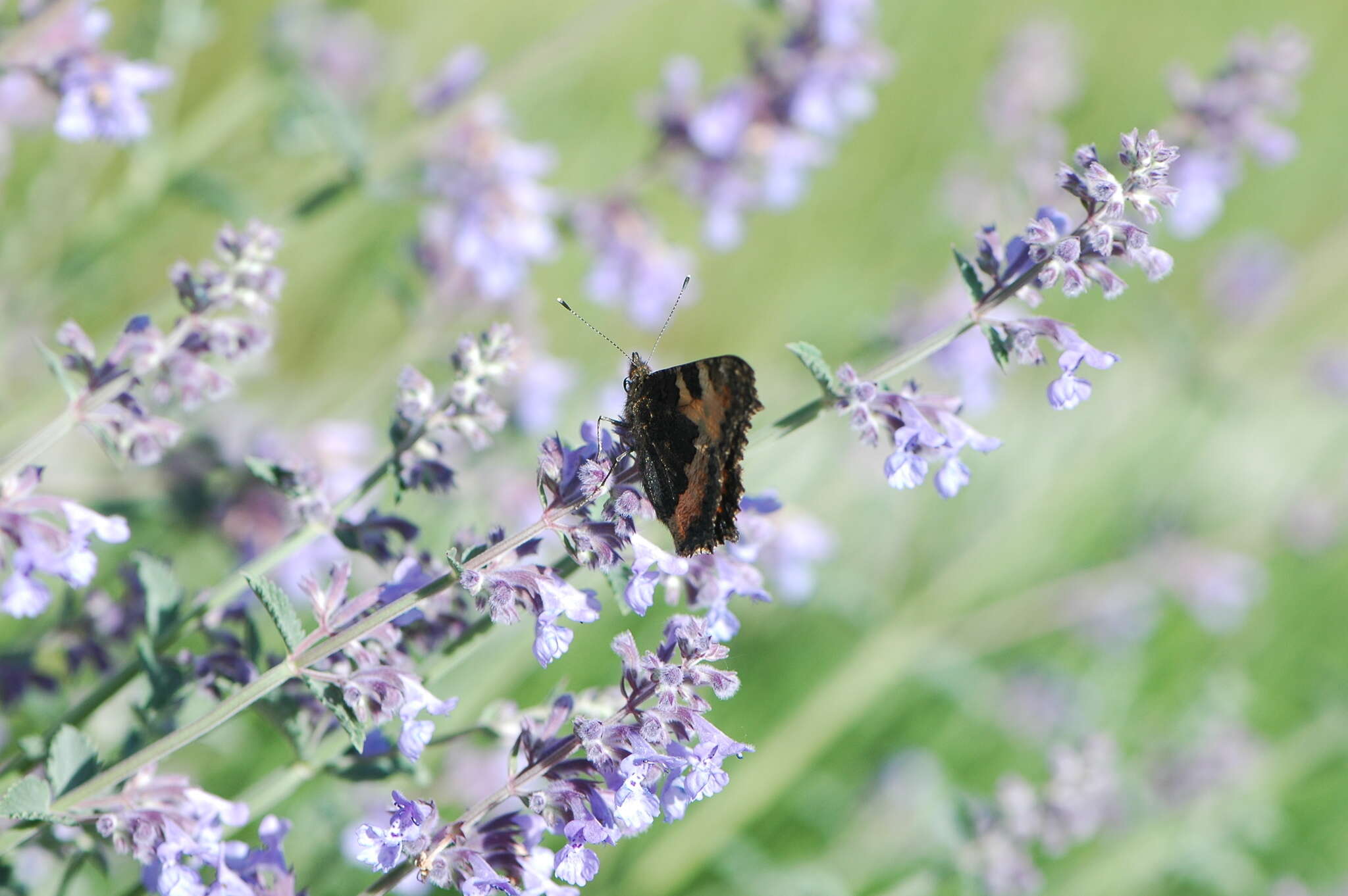 Imagem de Aglais urticae Linnaeus 1758