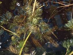 Image of Thread-leaved Water-crowfoot