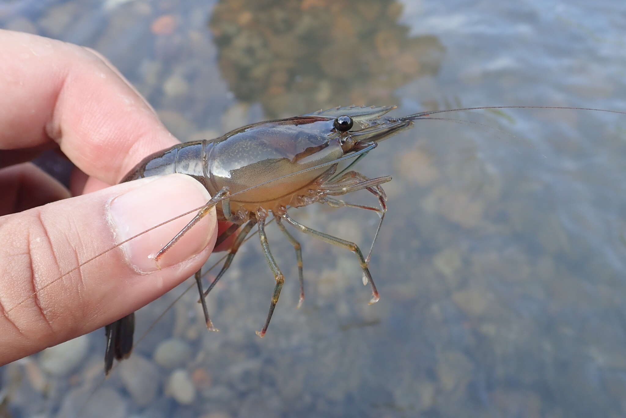 Image of Monkey river prawn