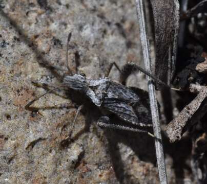 Image of Stachyocnemus apicalis (Dallas 1852)