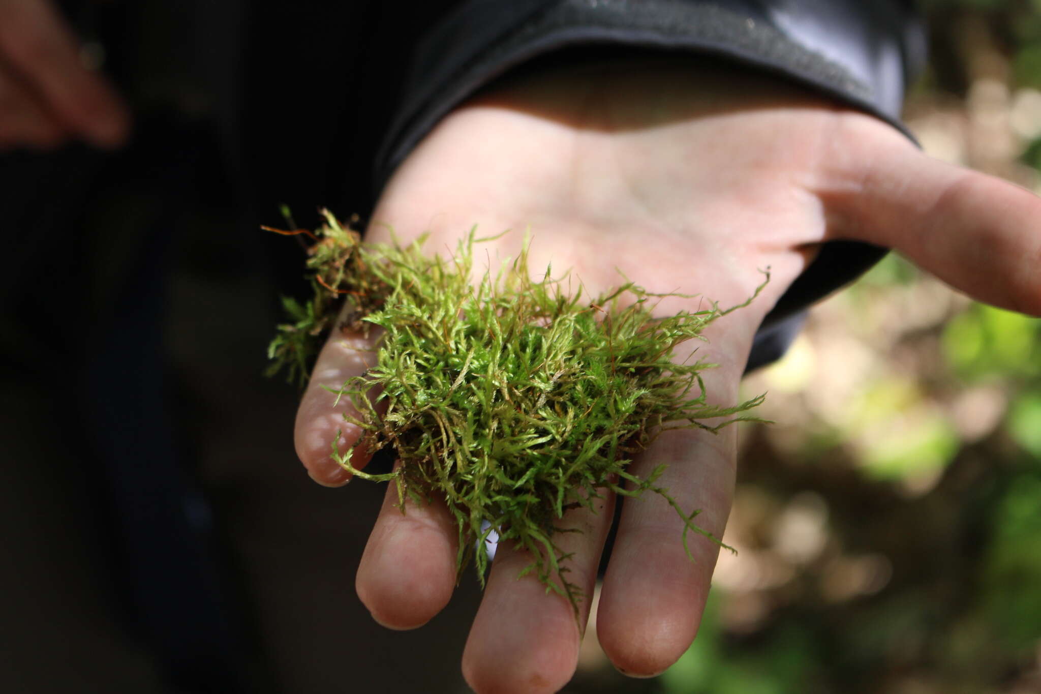 Image of callicladium moss