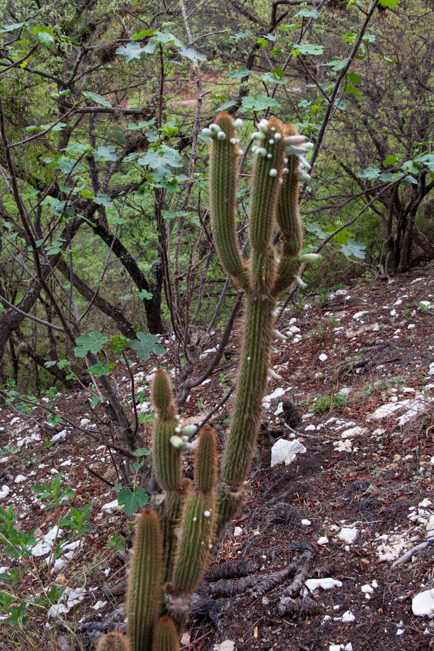 Imagem de Cleistocactus tominensis subsp. micropetalus (F. Ritter) Mottram