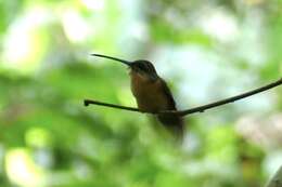 Phaethornis philippii (Bourcier 1847) resmi