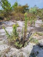 Chrysopsis delaneyi Wunderlin & Semple resmi