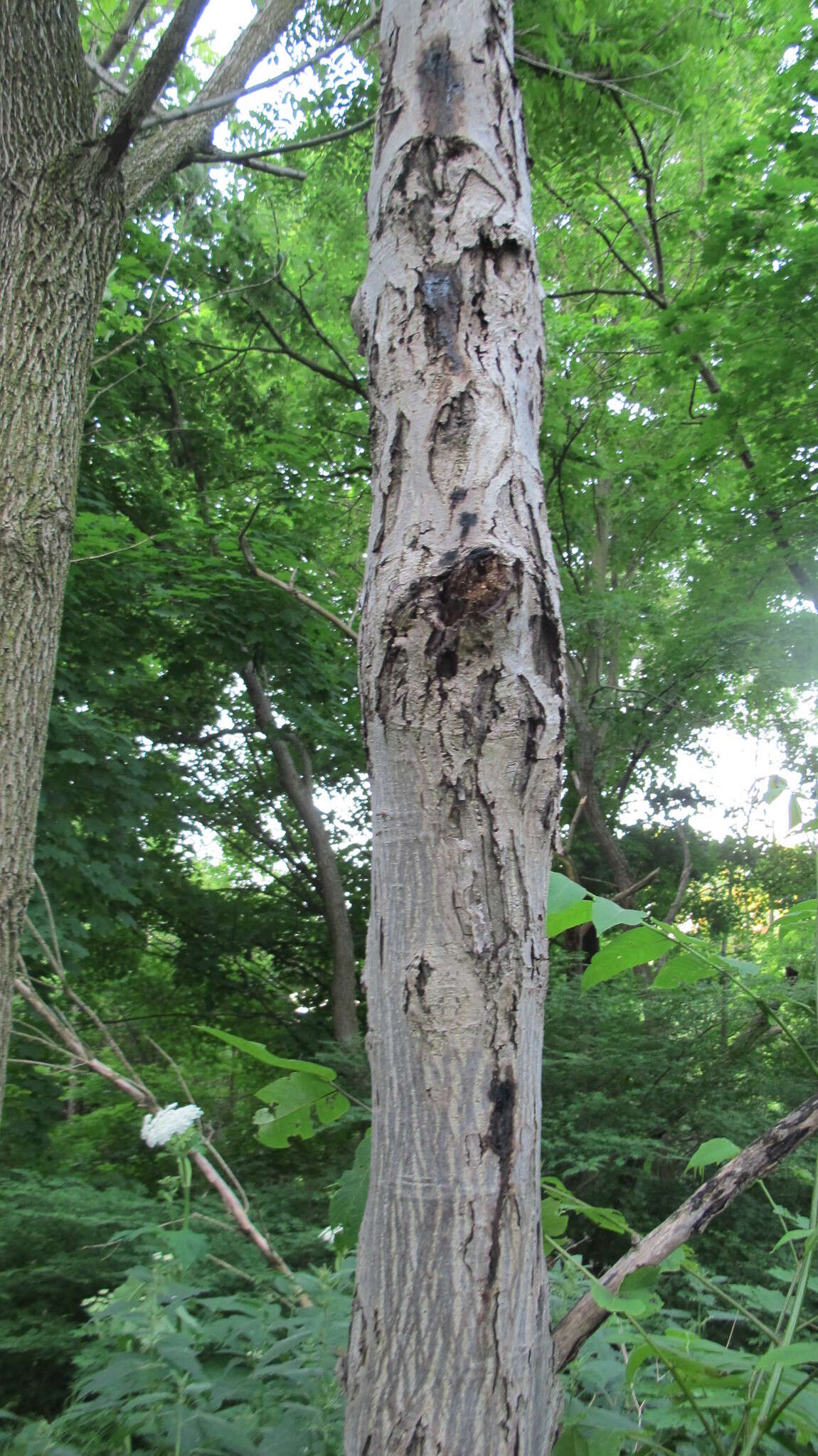 Image of Butternut canker fungus