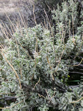 Plancia ëd Salvia dorrii var. pilosa (A. Gray) Strachan & Reveal