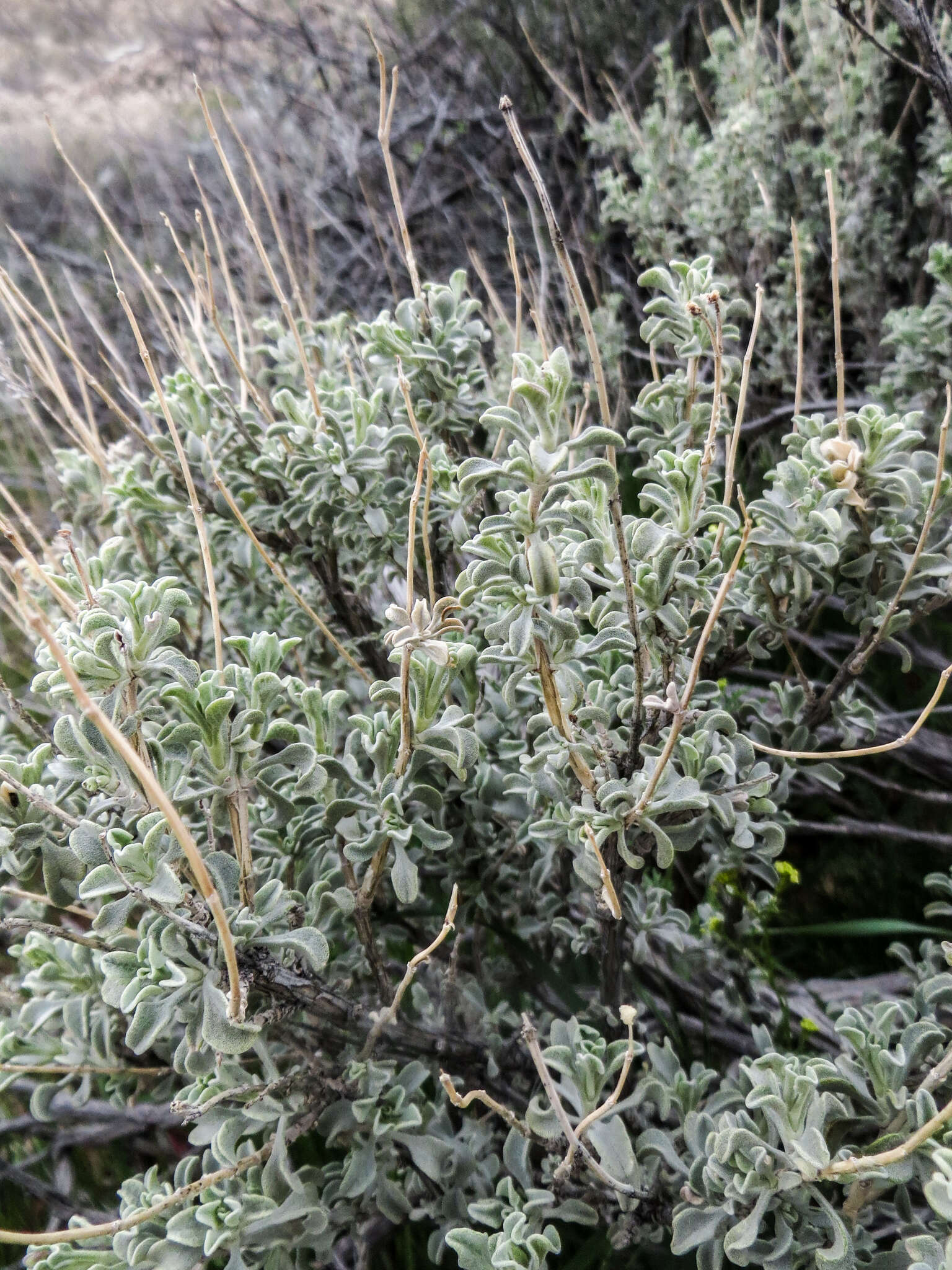 Imagem de Salvia dorrii var. pilosa (A. Gray) Strachan & Reveal