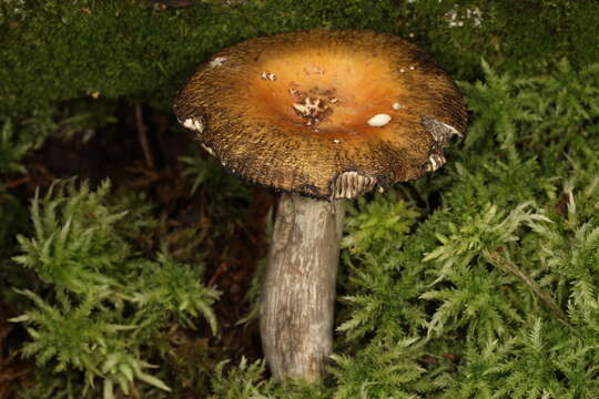 Image of Russula decolorans (Fr.) Fr. 1838