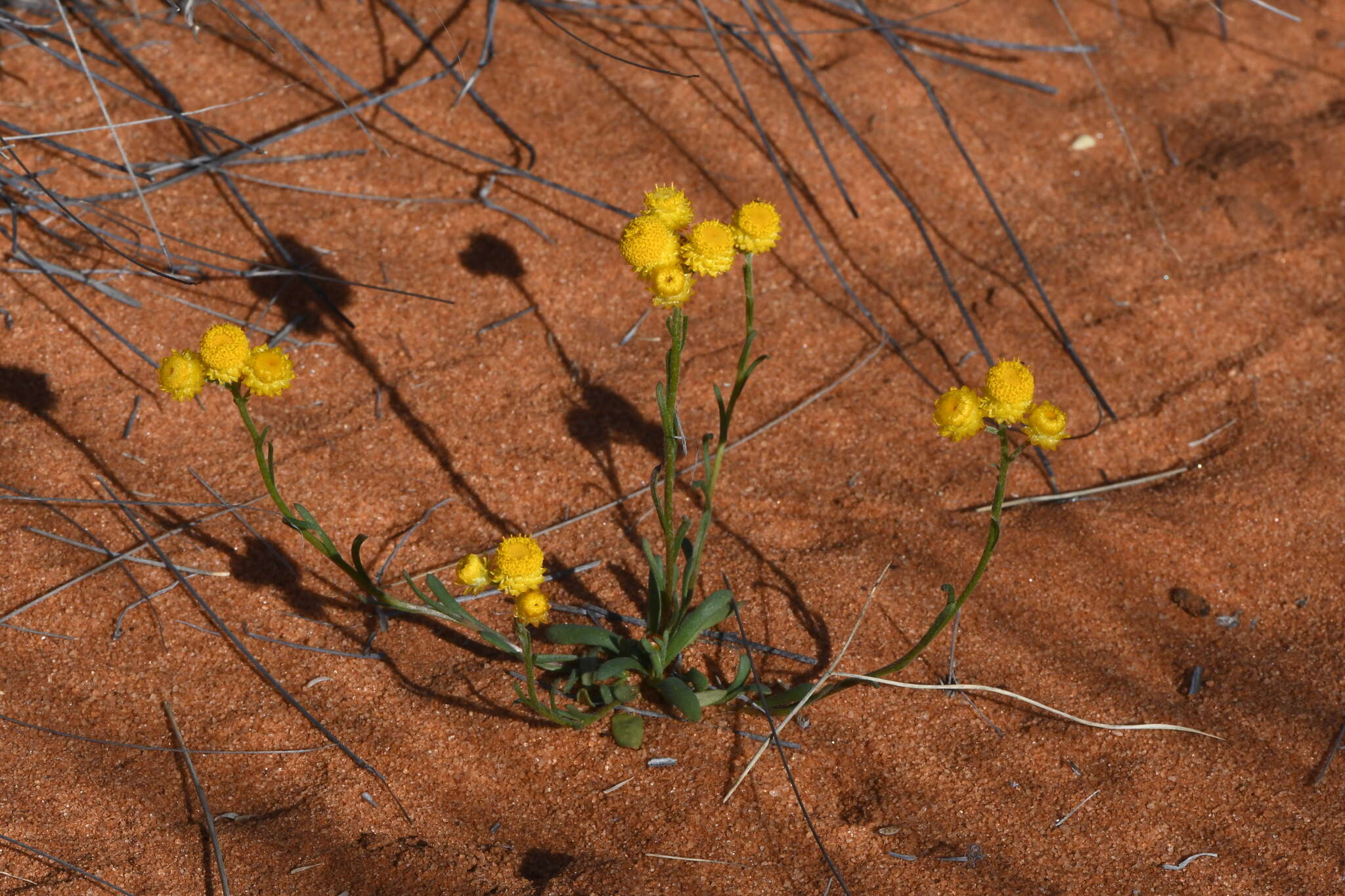 Image of Rhodanthe citrina (Benth.) P. G. Wilson