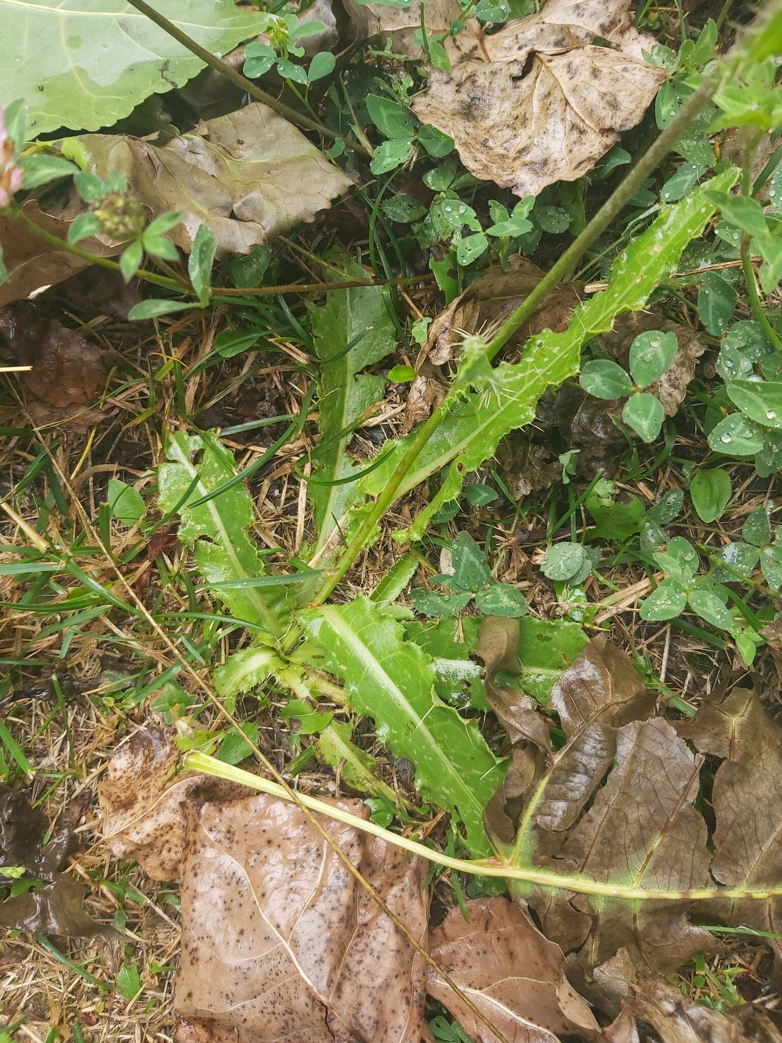 Imagem de Cirsium monspessulanum (L.) Hill