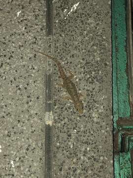 Image of Brook's House Gecko