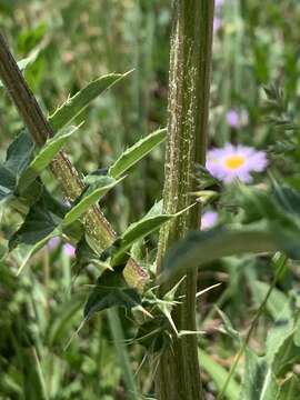 Image of jeweled thistle