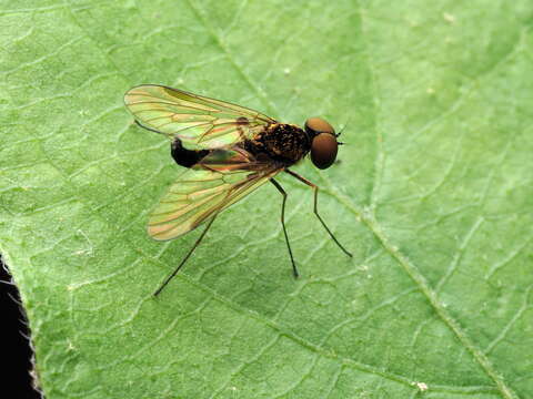 Image of Chrysopilus fasciatus (Say 1823)