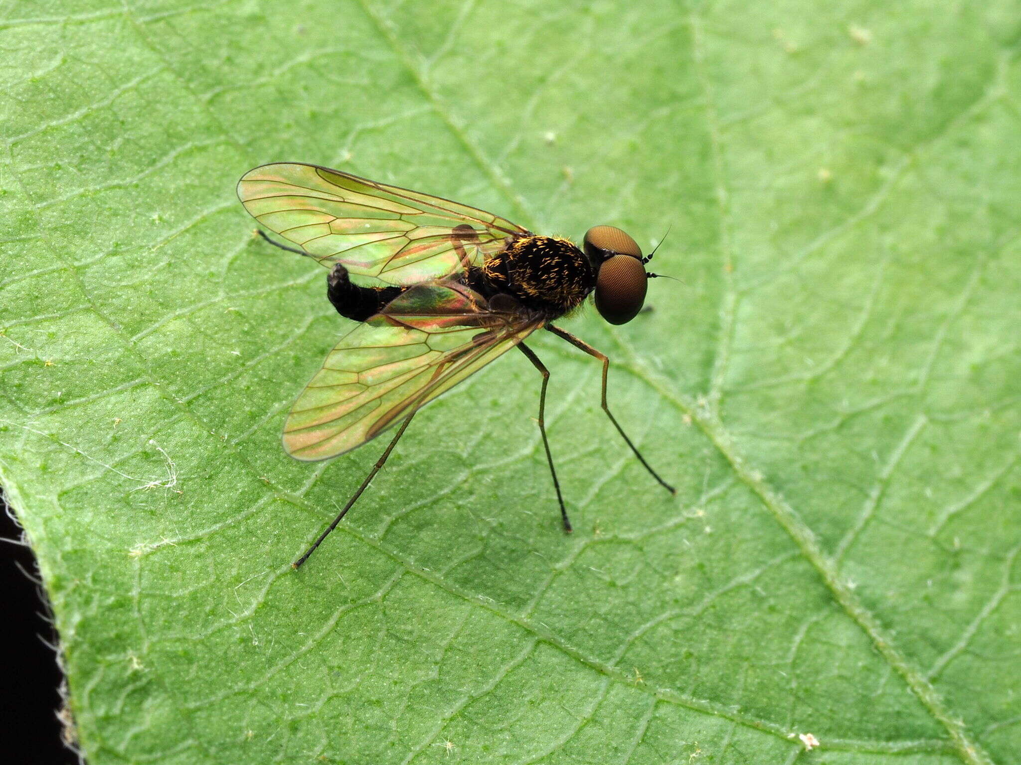 Image of Chrysopilus fasciatus (Say 1823)