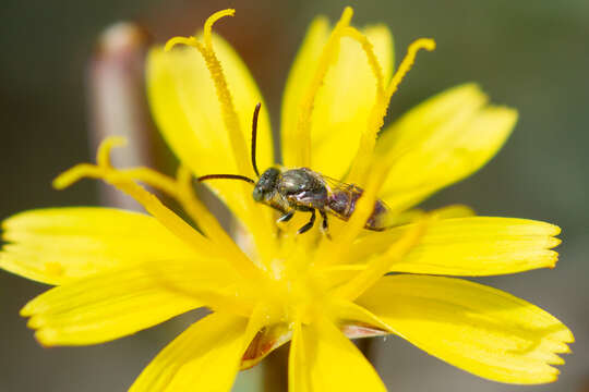 Nomioides fortunatus Blüthgen 1937 resmi