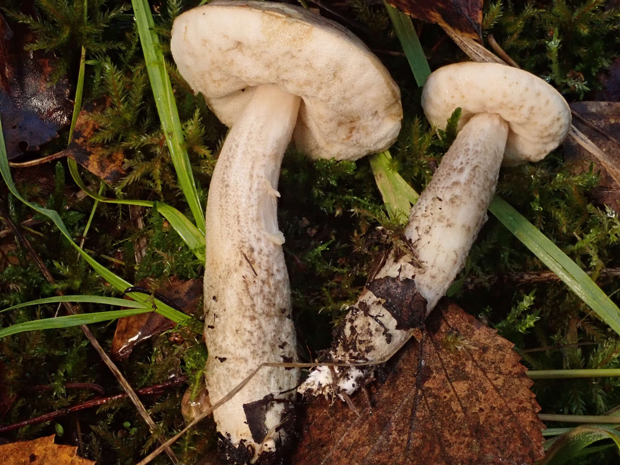 Image of Leccinum scabrum (Bull.) Gray 1821