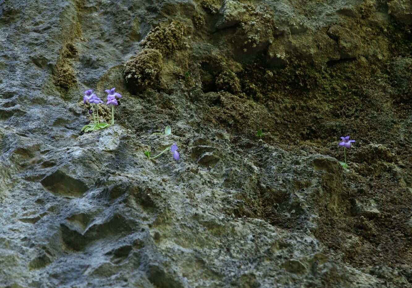 Pinguicula poldinii J. F. Steiger & Casper的圖片