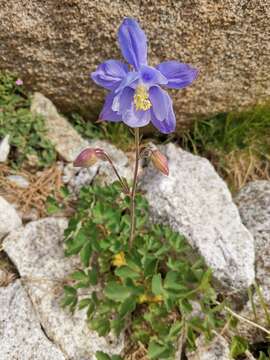 Image of Aquilegia bernardii Gren. & Godron