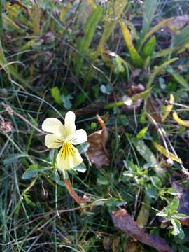 صورة Viola lutea subsp. calaminaria (DC. ex Gingins) J. D. Nauenburg