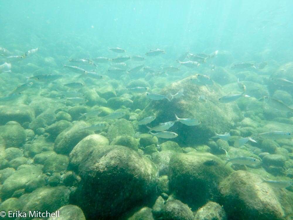 Image of Loose-scaled sardine