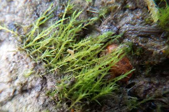 Image of clay earth-moss