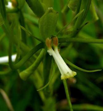 Habenaria clavata (Lindl.) Rchb. fil. resmi