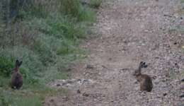 Image of Granada Hare