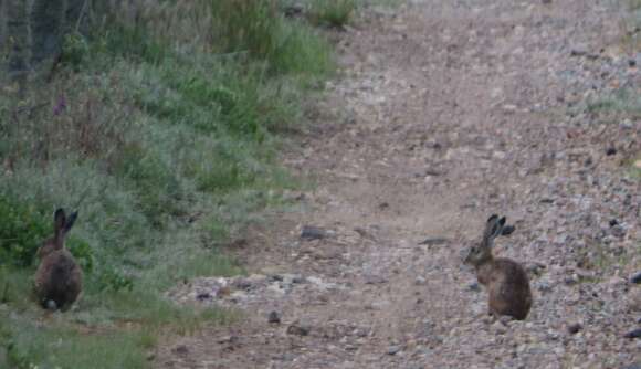 Image of Granada Hare