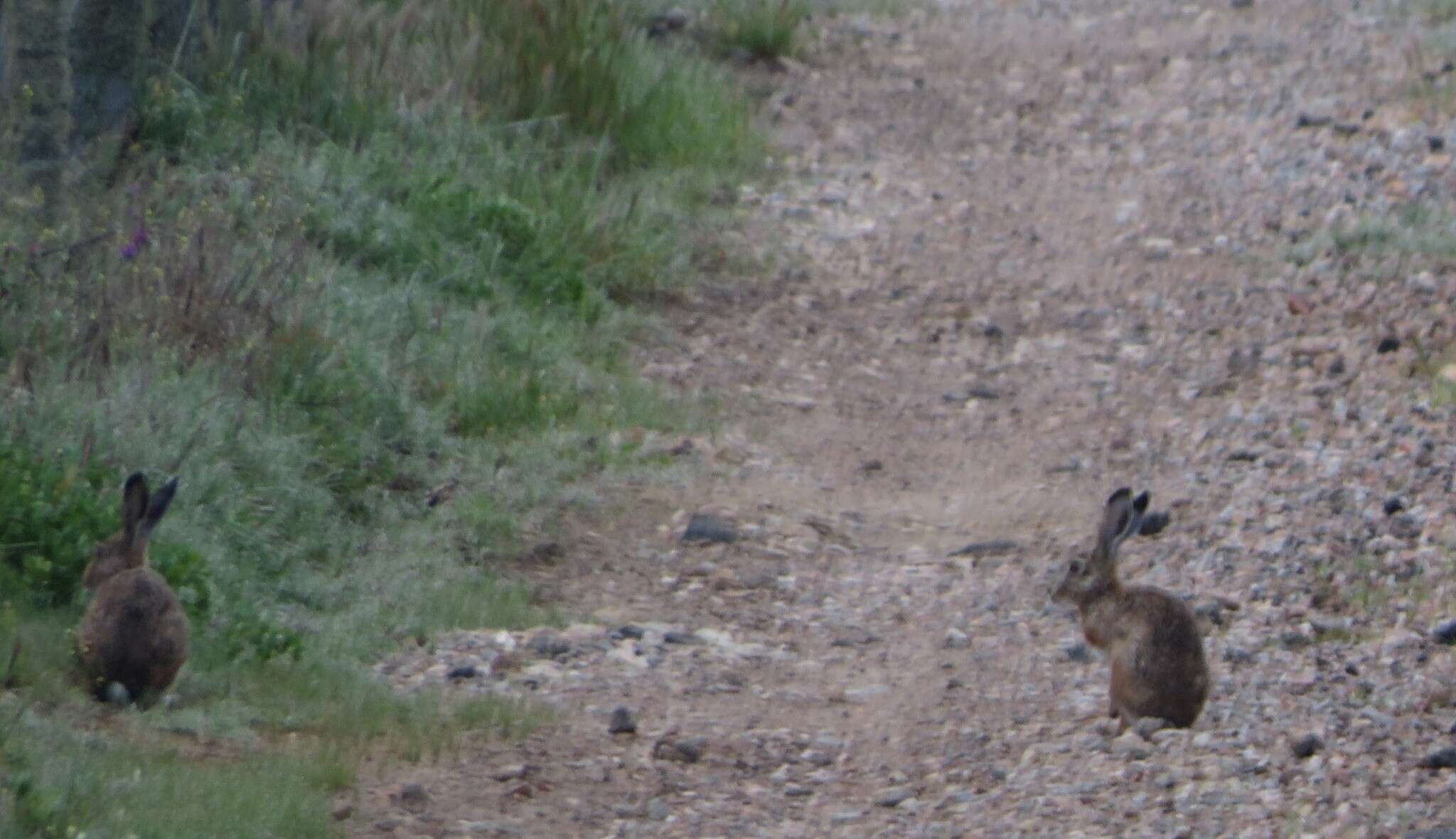 Image of Granada Hare