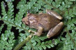 Image of Burrowes robber frog