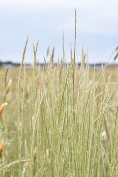 Image de Gaudinia fragilis (L.) P. Beauv.