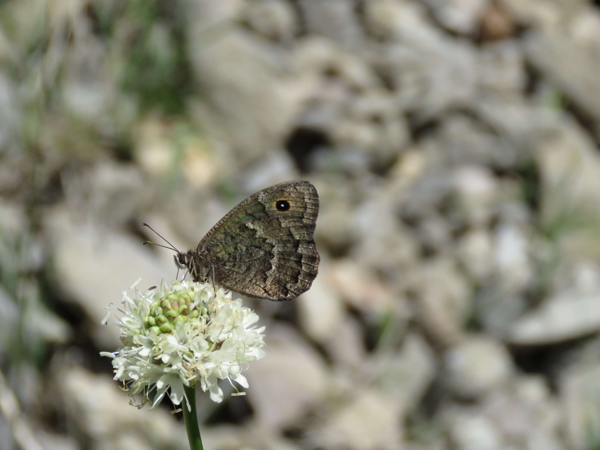 Imagem de Satyrus actaea Esper 1780